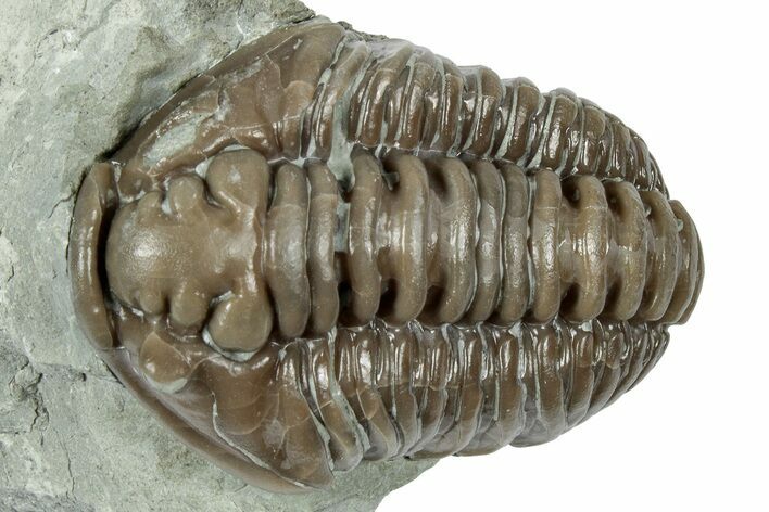 Huge, Flexicalymene Trilobite - Mt Orab, Ohio #358064